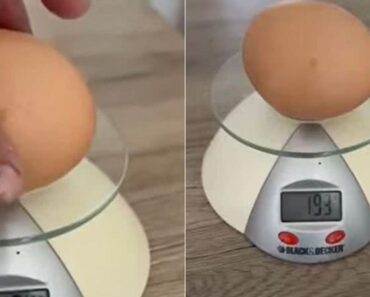 Galinha Põe Ovo Gigante, 3 Vezes Maior Que o Normal… e Deixa Internet Ao Rubro Galinha Põe Ovo Gigante, 3 Vezes Maior Que o Normal… e Deixa Internet Ao Rubro