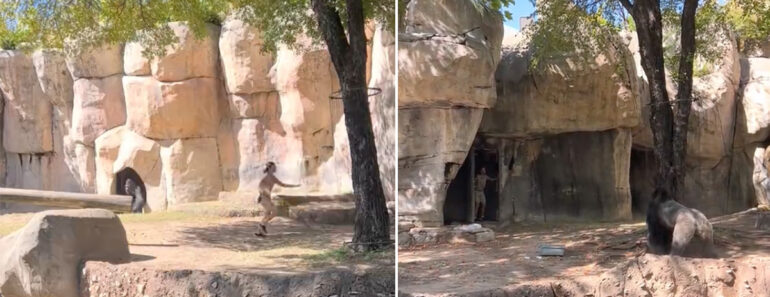 Gorila Perseguiu Tratadoras Em Jardim Zoológico Nos EUA Gorila Perseguiu Tratadoras Em Jardim Zoológico Nos EUA