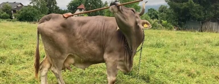 Veronika, a Vaca Que Usa Uma Vassoura Para Se Coçar Veronika, a Vaca Que Usa Uma Vassoura Para Se Coçar