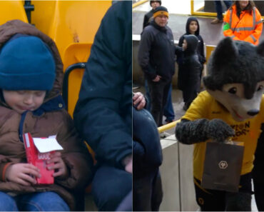 Wolves Surpreende Criança Que Chorou Depois De o Pai Ter Comido Um Dos Seus Nuggets Wolves Surpreende Criança Que Chorou Depois De o Pai Ter Comido Um Dos Seus Nuggets