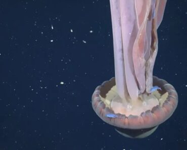 Medusa Gigante Rara Avistada Nas Profundezas Do Mar Da Argentina Medusa Gigante Rara Avistada Nas Profundezas Do Mar Da Argentina