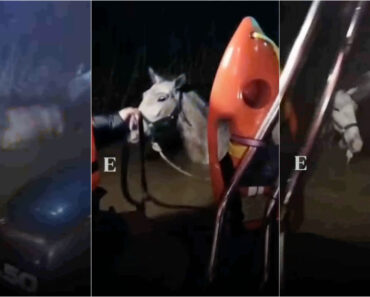 Operação Heroica Dos Bombeiros De Samora Correia Salva Cavalos No Rio Almansor Operação Heroica Dos Bombeiros De Samora Correia Salva Cavalos No Rio Almansor