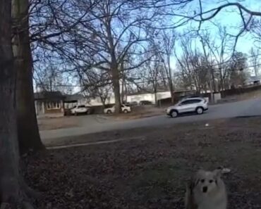 “Bênção De Deus”. Cão Ajuda a Encontrar Menino De 3 Anos Desaparecido “Bênção De Deus”. Cão Ajuda a Encontrar Menino De 3 Anos Desaparecido