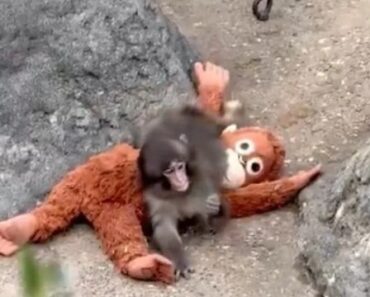 Punch Encontrou Estabilidade Emocional Em Peluche Após Abandono Punch Encontrou Estabilidade Emocional Em Peluche Após Abandono