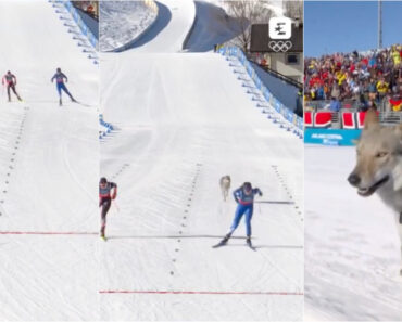 Cão-Lobo Invade Pista e Acompanha Esquiadoras Até à Meta Nos Jogos Olímpicos Cão-Lobo Invade Pista e Acompanha Esquiadoras Até à Meta Nos Jogos Olímpicos