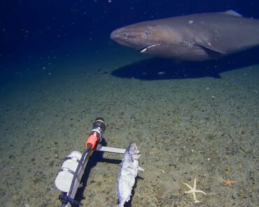 Tubarão é Filmado Pela Primeira Vez Nas Águas Geladas Da Antártida Tubarão é Filmado Pela Primeira Vez Nas Águas Geladas Da Antártida