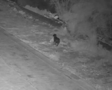 Homem Treina Cão Para Deixar Lixo Na Rua e Escapar Às Câmeras Na Sicília Homem Treina Cão Para Deixar Lixo Na Rua e Escapar Às Câmeras Na Sicília