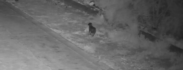 Homem Treina Cão Para Deixar Lixo Na Rua e Escapar Às Câmeras Na Sicília Homem Treina Cão Para Deixar Lixo Na Rua e Escapar Às Câmeras Na Sicília