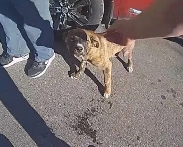 Bebé Encontrado a Vaguear Na Rua Em Kansas City. Cão Ajudou No Resgate Bebé Encontrado a Vaguear Na Rua Em Kansas City. Cão Ajudou No Resgate