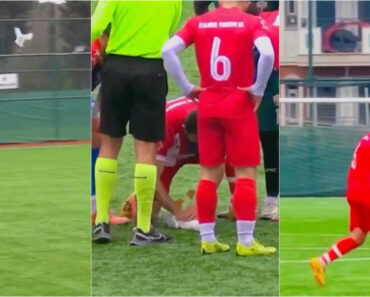 Jogador Salva Gaivota Após Bolada Em Campo Com Manobras De Reanimação Cardiorrespiratória Jogador Salva Gaivota Após Bolada Em Campo Com Manobras De Reanimação Cardiorrespiratória