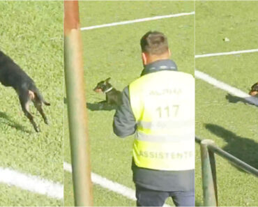 Rasteirinho Invade Jogo Da Distrital De Braga e Morde Chuteira De Árbitro Assistente Rasteirinho Invade Jogo Da Distrital De Braga e Morde Chuteira De Árbitro Assistente