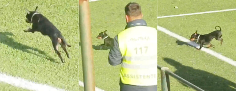 Rasteirinho Invade Jogo Da Distrital De Braga e Morde Chuteira De Árbitro Assistente Rasteirinho Invade Jogo Da Distrital De Braga e Morde Chuteira De Árbitro Assistente