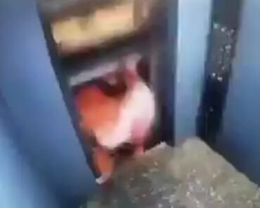 Homem Quase Ficou Entalado Em Elevador, Mas Sobreviveu Homem Quase Ficou Entalado Em Elevador, Mas Sobreviveu