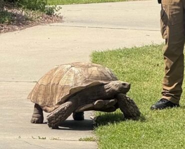 Tartaruga Escapa De Escola e Percorre “Distância Surpreendente” Nos EUA Tartaruga Escapa De Escola e Percorre “Distância Surpreendente” Nos EUA
