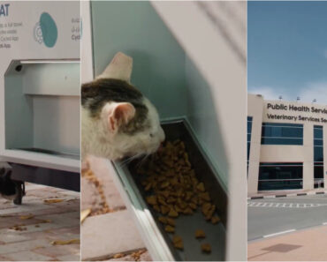 Animais De Estimação Estão a Ser Abandonados No Dubai Enquanto Donos Fogem Do Conflito Animais De Estimação Estão a Ser Abandonados No Dubai Enquanto Donos Fogem Do Conflito