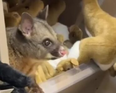 Gambá (Real) é Encontrado Entre Peluches De Loja Na Austrália Gambá (Real) é Encontrado Entre Peluches De Loja Na Austrália