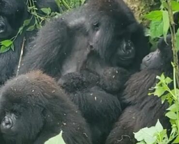 Gémeos Gorila Nascem No Congo (é o 2.º Nascimento Em 2 Meses) Gémeos Gorila Nascem No Congo (é o 2.º Nascimento Em 2 Meses)