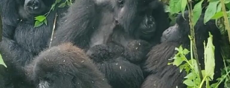 Gémeos Gorila Nascem No Congo (é o 2.º Nascimento Em 2 Meses) Gémeos Gorila Nascem No Congo (é o 2.º Nascimento Em 2 Meses)