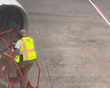 Enxame De Abelhas Na Turbina Atrasa Voo Da American Airlines Enxame De Abelhas Na Turbina Atrasa Voo Da American Airlines