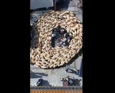 Mais De 1.500 Ovelhas Cercam Pessoas No Centro De Cidade Espanhola Mais De 1.500 Ovelhas Cercam Pessoas No Centro De Cidade Espanhola