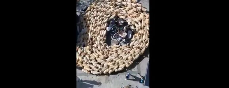 Mais De 1.500 Ovelhas Cercam Pessoas No Centro De Cidade Espanhola Mais De 1.500 Ovelhas Cercam Pessoas No Centro De Cidade Espanhola