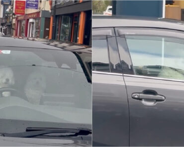 Cãodutor Farto De Esperar Assume Volante e Começa a Buzinar Sem Parar Cãodutor Farto De Esperar Assume Volante e Começa a Buzinar Sem Parar