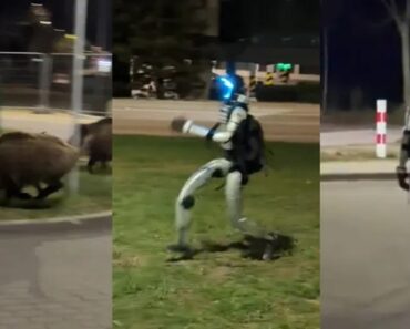 Já Vimos De Tudo. Vídeo Viral Mostra Robô a Afugentar Javalis Na Polónia Já Vimos De Tudo. Vídeo Viral Mostra Robô a Afugentar Javalis Na Polónia