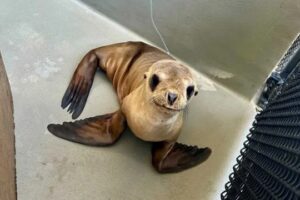 Cria De Leão-Marinho Resgatada… Recupera Com Smoothies De Peixe