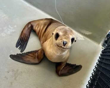 Cria De Leão-Marinho Resgatada… Recupera Com Smoothies De Peixe Cria De Leão-Marinho Resgatada… Recupera Com Smoothies De Peixe