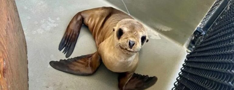 Cria De Leão-Marinho Resgatada… Recupera Com Smoothies De Peixe Cria De Leão-Marinho Resgatada… Recupera Com Smoothies De Peixe