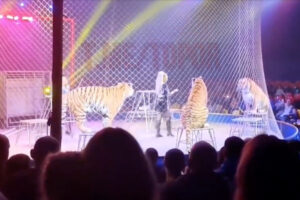 Tigre Salta Proteção e Aproxima-se Dos Espectadores Durante Espetáculo De Circo Na Rússia
