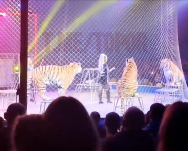 Tigre Salta Proteção e Aproxima-se Dos Espectadores Durante Espetáculo De Circo Na Rússia Tigre Salta Proteção e Aproxima-se Dos Espectadores Durante Espetáculo De Circo Na Rússia