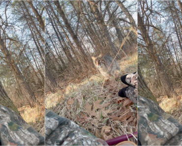 Frente a Frente Com Um Lince, Jovem é Atacado Durante Caça Aos Perus Nos EUA Frente a Frente Com Um Lince, Jovem é Atacado Durante Caça Aos Perus Nos EUA