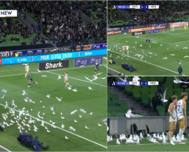 Gaivotas Invadem Relvado Em Jogo Da Liga Australiana Gaivotas Invadem Relvado Em Jogo Da Liga Australiana
