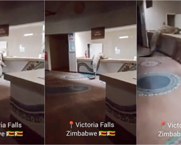 Crocodilo Invade Receção De Hotel à Procura De Comida Crocodilo Invade Receção De Hotel à Procura De Comida