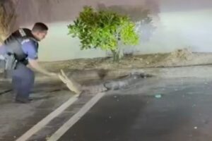 Polícias Capturam Jacaré Em Parque De Estacionamento Nos EUA