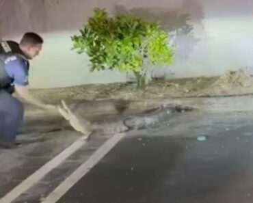 Polícias Capturam Jacaré Em Parque De Estacionamento Nos EUA Polícias Capturam Jacaré Em Parque De Estacionamento Nos EUA
