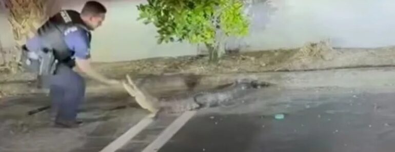 Polícias Capturam Jacaré Em Parque De Estacionamento Nos EUA Polícias Capturam Jacaré Em Parque De Estacionamento Nos EUA