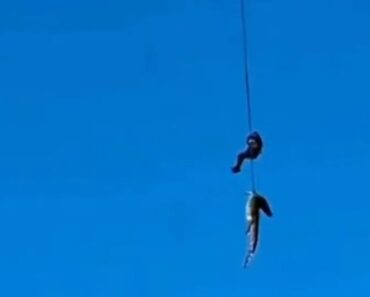 Vídeo De Crocodilo a Ser Içado De Rio Gera Surpresa. Eis o Que Se Passou Vídeo De Crocodilo a Ser Içado De Rio Gera Surpresa. Eis o Que Se Passou