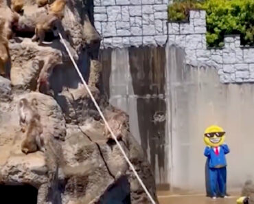 Homem Mascarado Invade Jaula De Macacos Em Zoo Japonês e Acaba Detido Homem Mascarado Invade Jaula De Macacos Em Zoo Japonês e Acaba Detido
