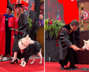 “Nunca Esquecerei”. Cão De Assistência Recebe “Diploma” Em Formatura “Nunca Esquecerei”. Cão De Assistência Recebe “Diploma” Em Formatura