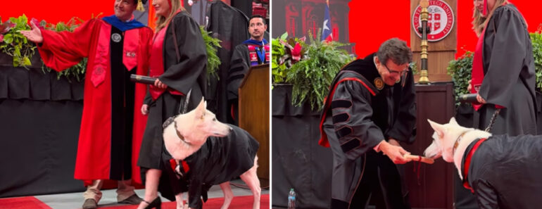 “Nunca Esquecerei”. Cão De Assistência Recebe “Diploma” Em Formatura “Nunca Esquecerei”. Cão De Assistência Recebe “Diploma” Em Formatura