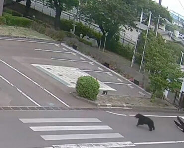 Urso Invade Zona Residencial e Persegue Várias Pessoas Em Fukushima Urso Invade Zona Residencial e Persegue Várias Pessoas Em Fukushima