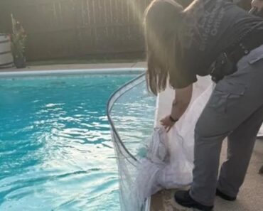 Galinha Em Fuga No Kentucky… Decide Ir Dar Mergulho Em Piscina Galinha Em Fuga No Kentucky… Decide Ir Dar Mergulho Em Piscina
