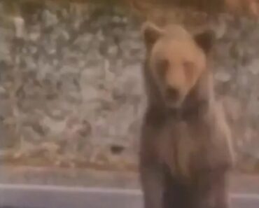Turista Tenta Alimentar Urso Na Roménia e é Atacado: “Um Erro” Turista Tenta Alimentar Urso Na Roménia e é Atacado: “Um Erro”