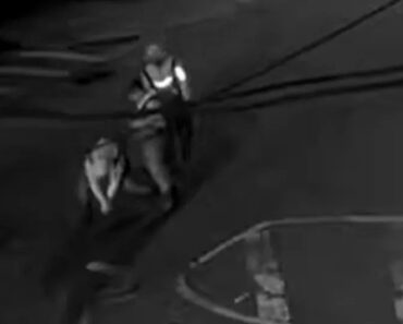 Tartarugas Ninja Em Nova Iorque? O Que Se Passa Nos Esgotos Da Cidade? Tartarugas Ninja Em Nova Iorque? O Que Se Passa Nos Esgotos Da Cidade?