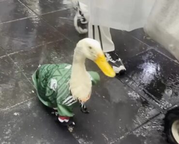 Pato Merlin Torna-se Na Mascote Viral Do Mundial 2026 Pato Merlin Torna-se Na Mascote Viral Do Mundial 2026