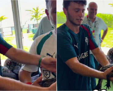 João Neves Pega Num Jacaré e Surpreende Pela Tranquilidade João Neves Pega Num Jacaré e Surpreende Pela Tranquilidade