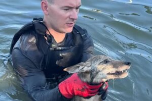 Parecia Um Cão, Mas o Que Resgataram Foi Cria De Coiote “Exausta”
