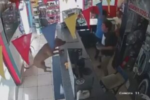 O Cão Que Se Juntou Aos Adeptos Para Comemorar o Golo Do Equador Contra a Alemanha